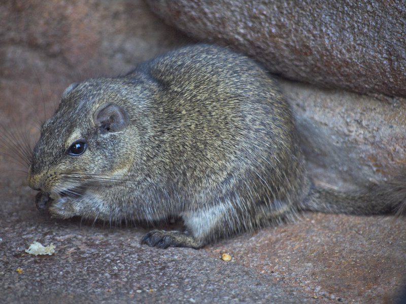 Rodent, Grootberg